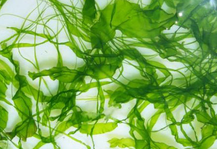 Enteromorpha - an edible seaweed
