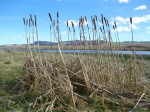 Reed Mace by the Tay Estuary
