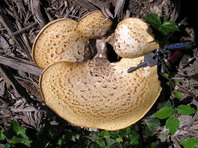 Dryad's Saddle
