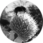Bee on Globe Thistle