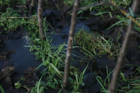 Budded Tree In January