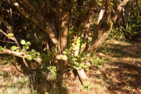 Hazels to coppice at Duchess Woods