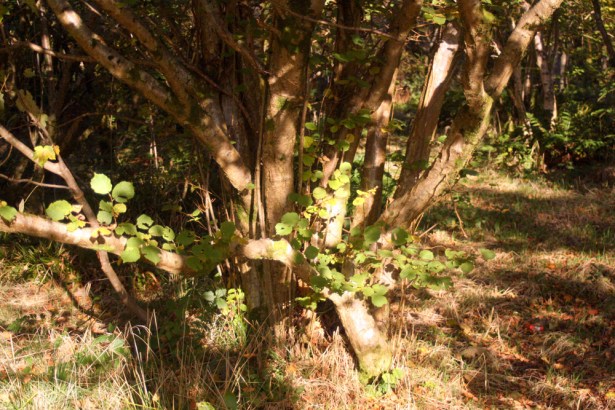 Hazels to coppice at Duchess Woods