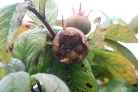 Medlars