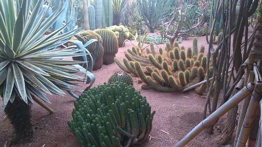 Cacti Forest