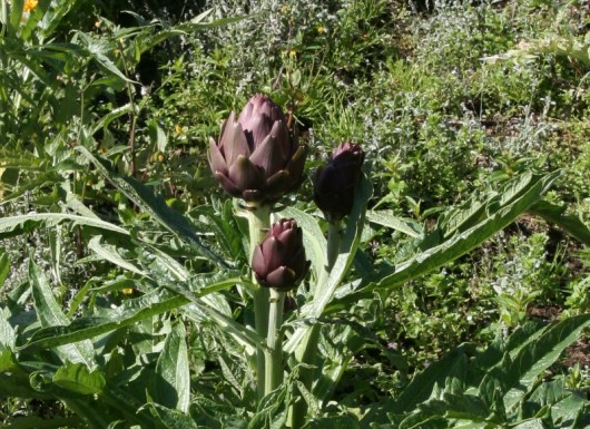 Artichokes