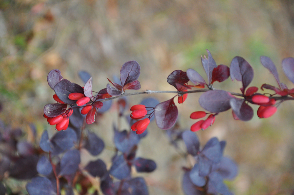 Berberis_thunbergii_Japanese_Barberry_1000