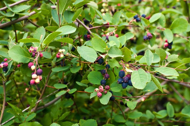 Saskatoon Berries