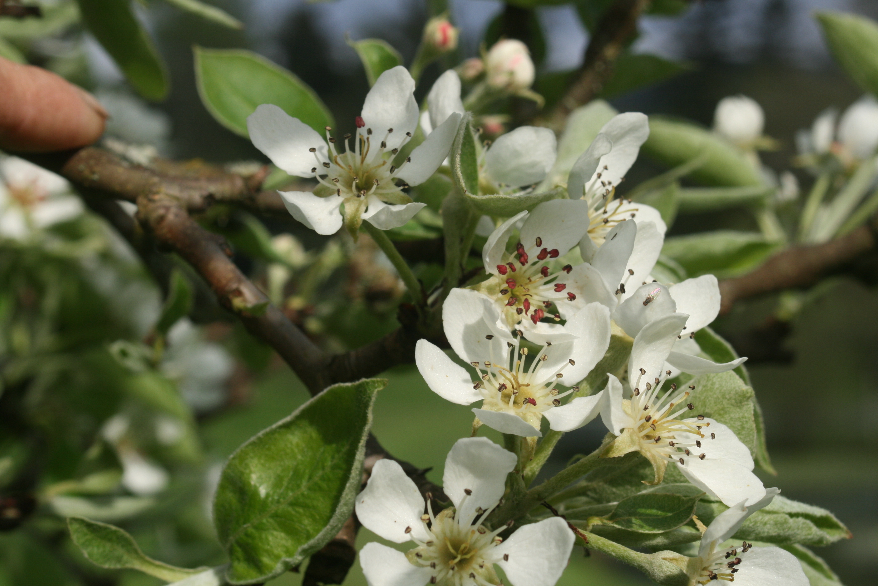 Pear Stamens